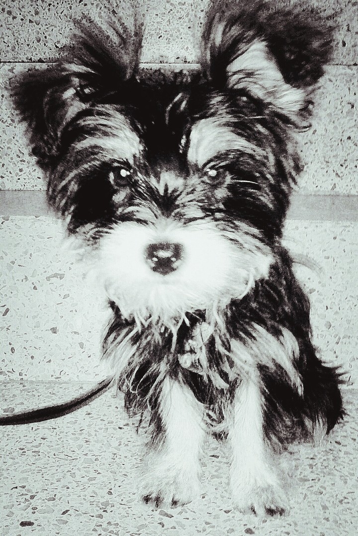 Dog Yorkshire