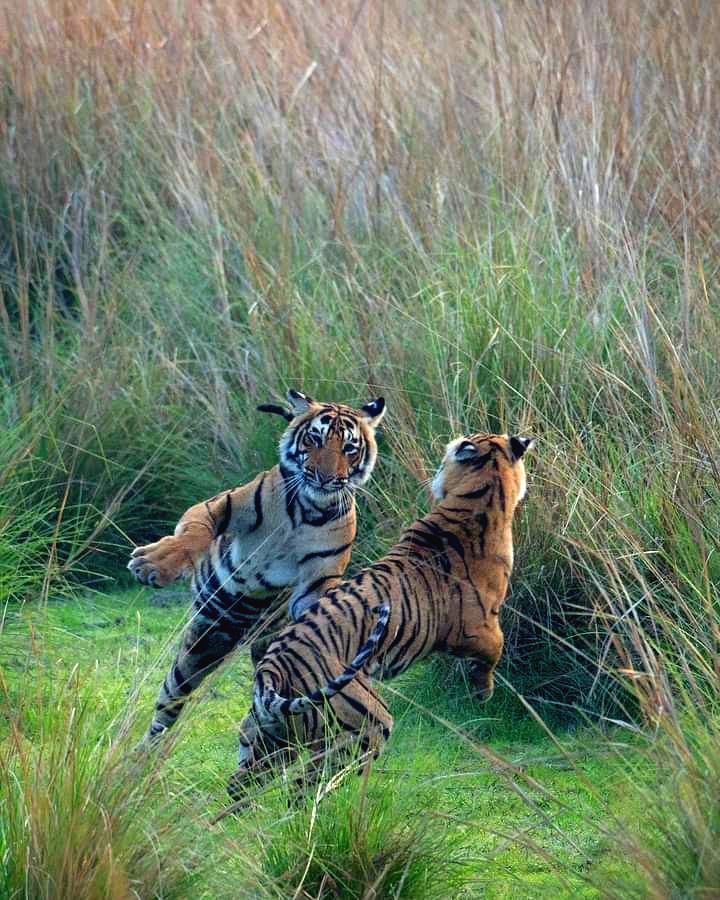 Tigers