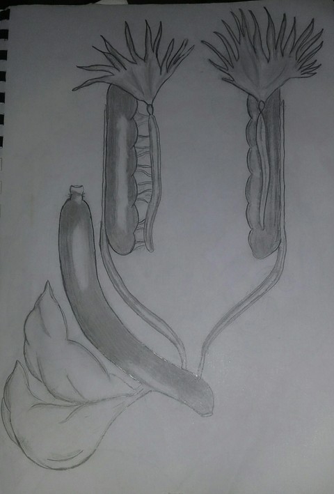 خلفيات sketch, tree