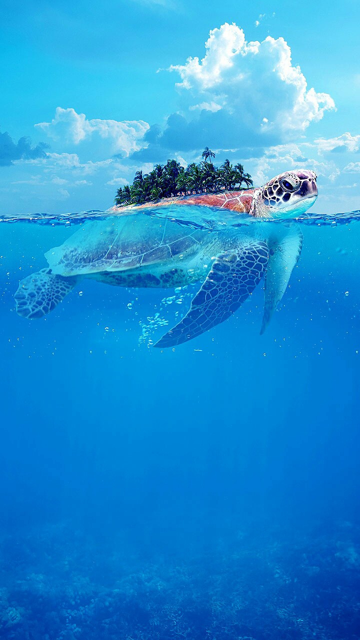 island ?️