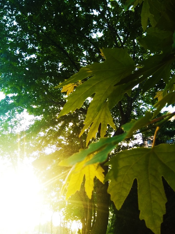 Green..