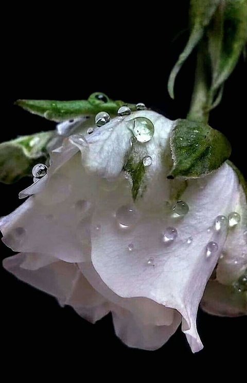 sfondi moisture, liquid