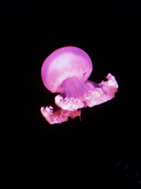 Jellyfish