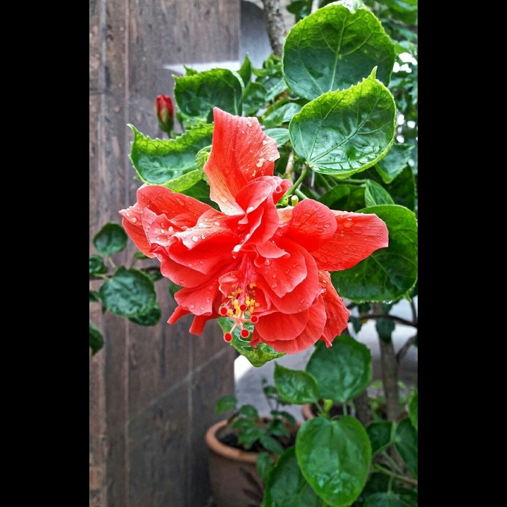 Hibiscus The Flame