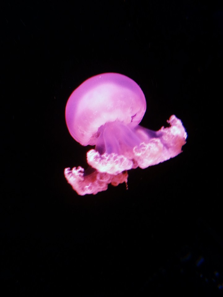 Jellyfish