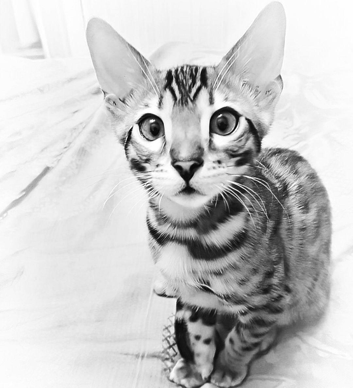 My cat