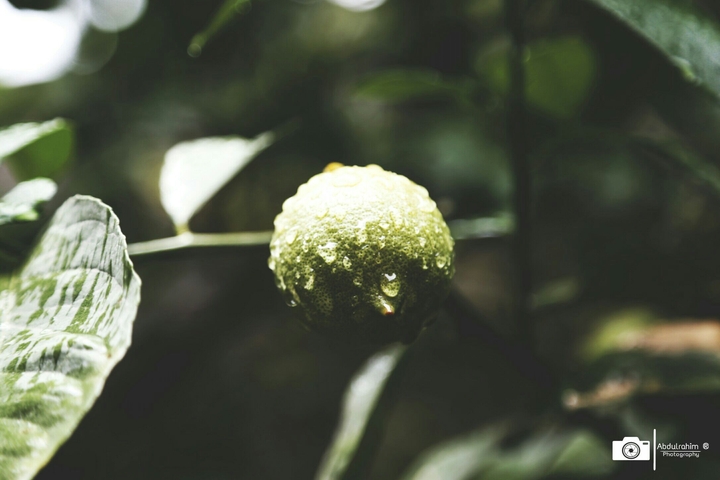 Rain Drops