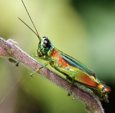 тапети plant, pest