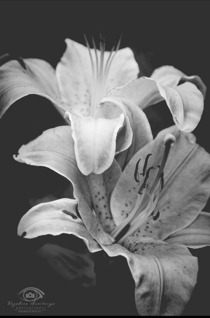 White
lily