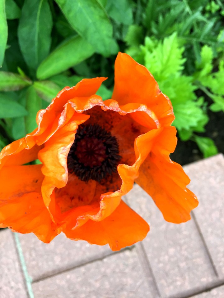 Poppy