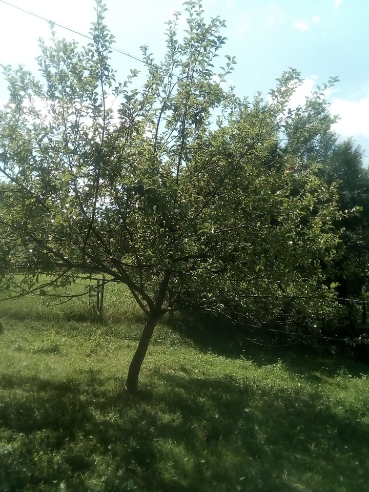 яблонька