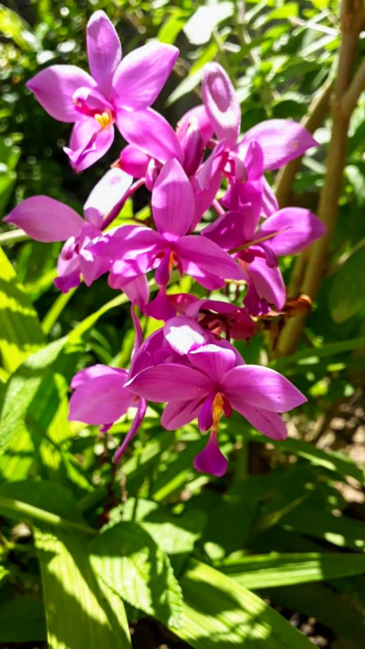 bresilian flowers