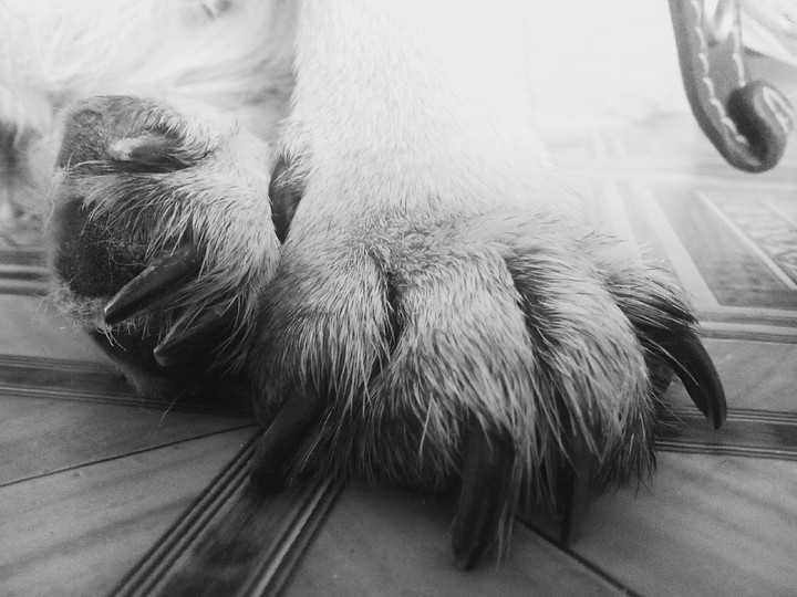 pug dog