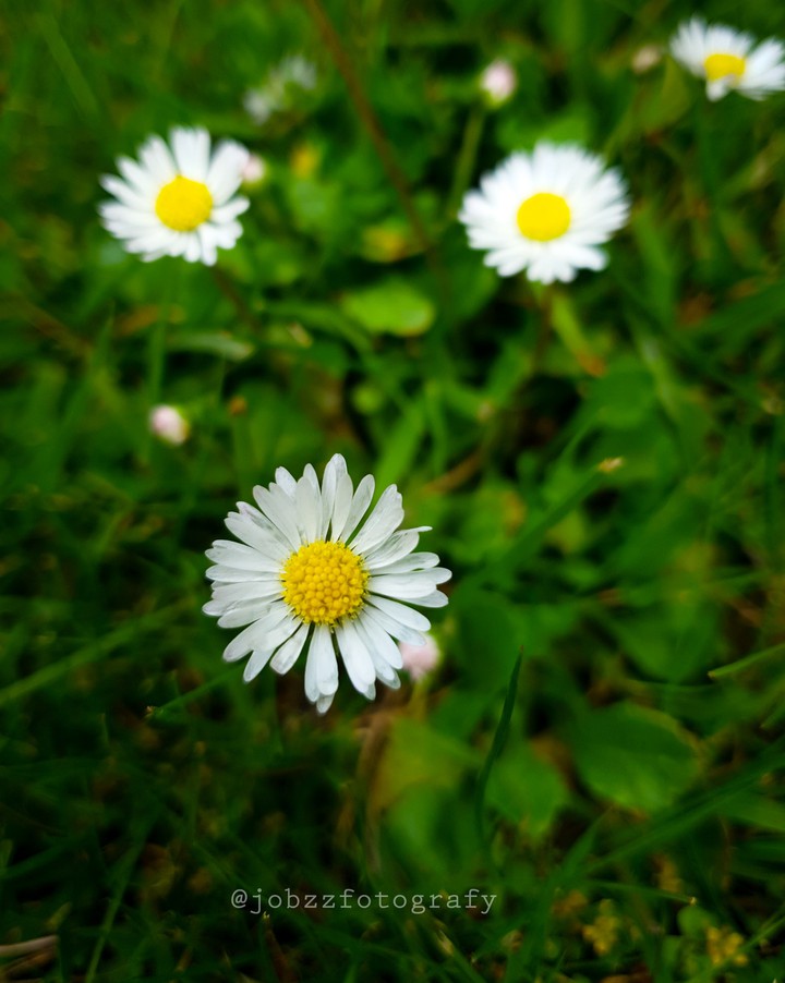 #summer #flower #green