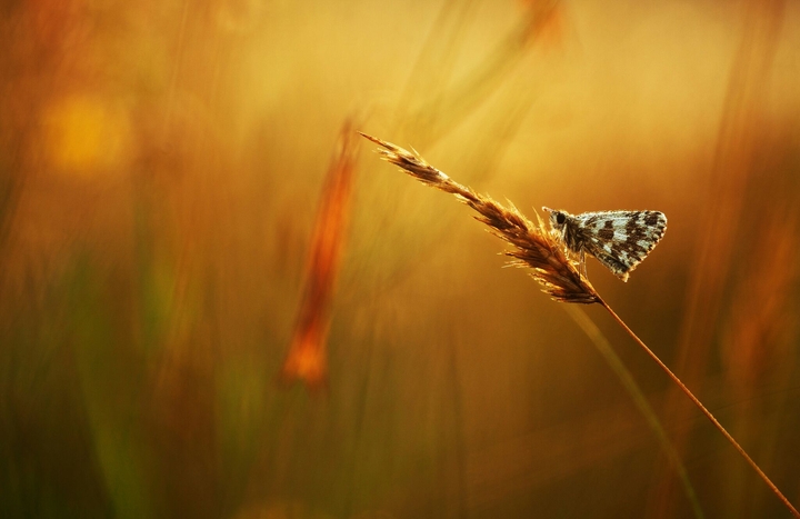 Natural shot