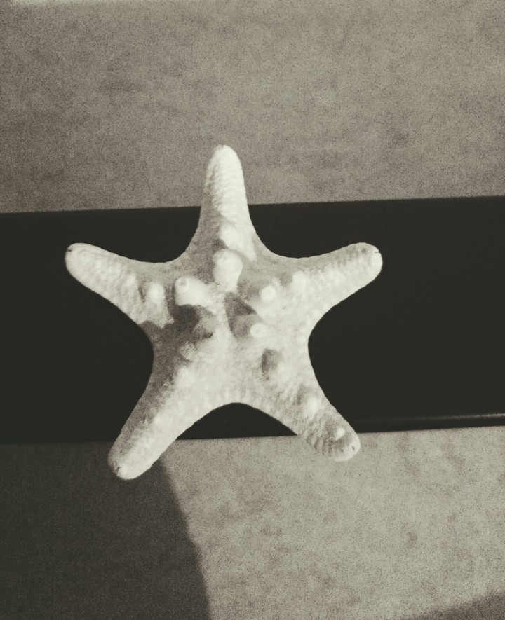 Seestern