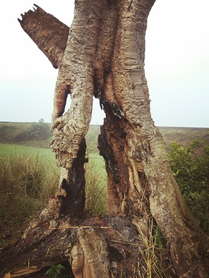 tree