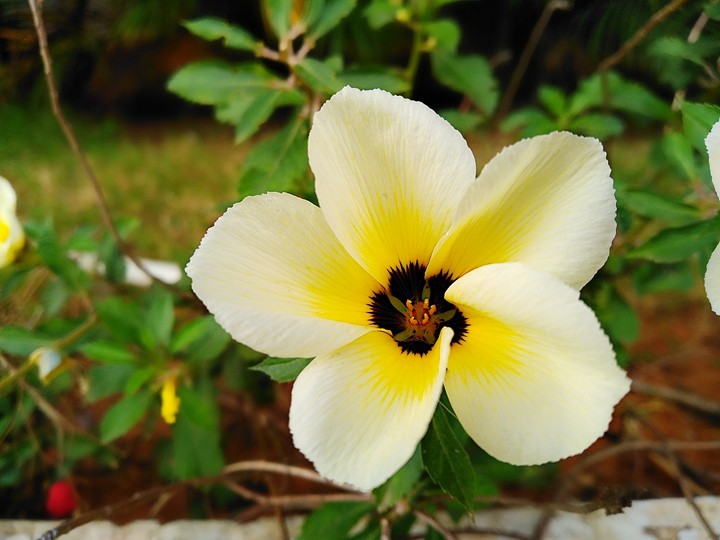 Flower