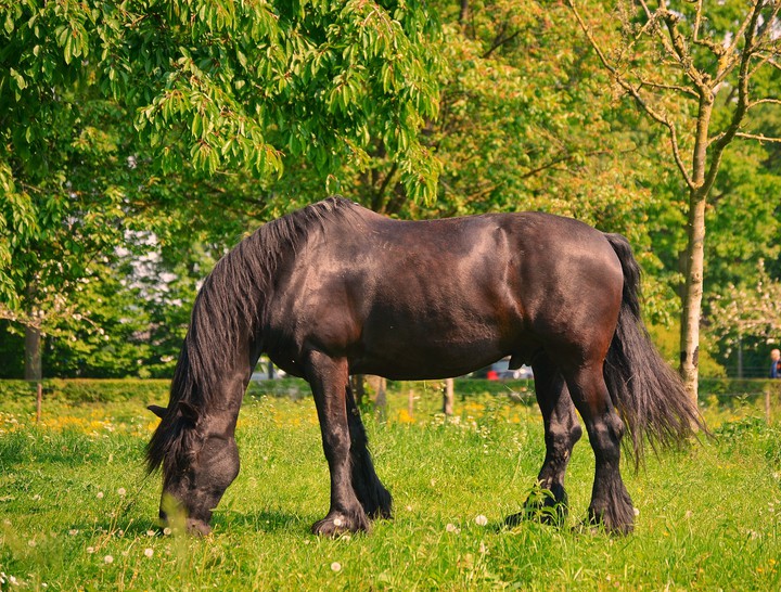 Black beauty