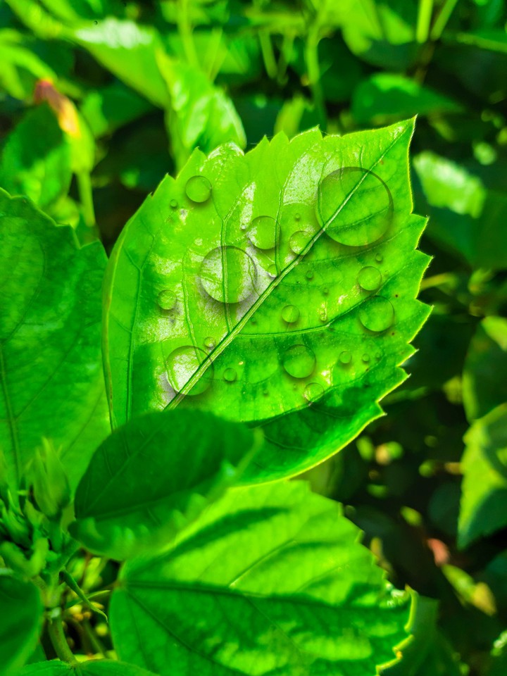water drop