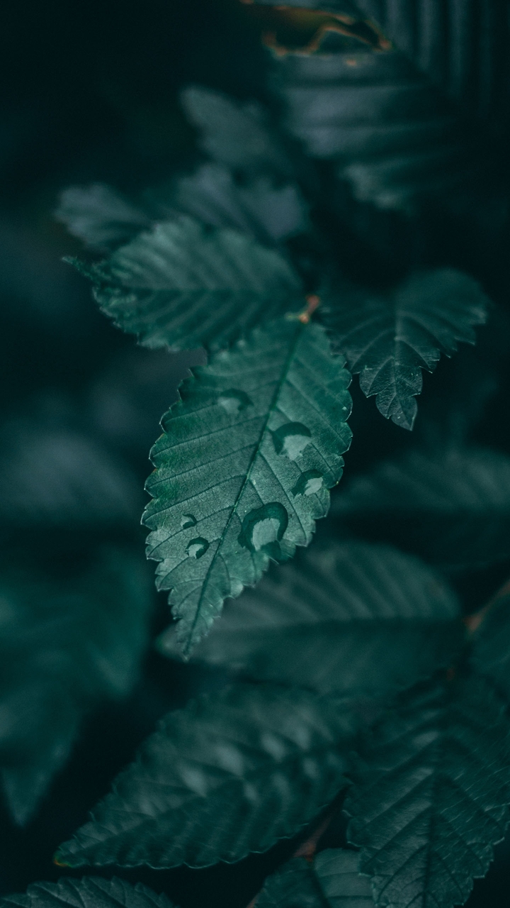 green nature