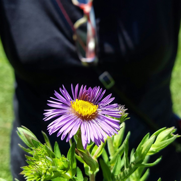 Purple beauty.