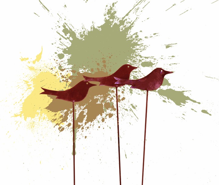 Birds