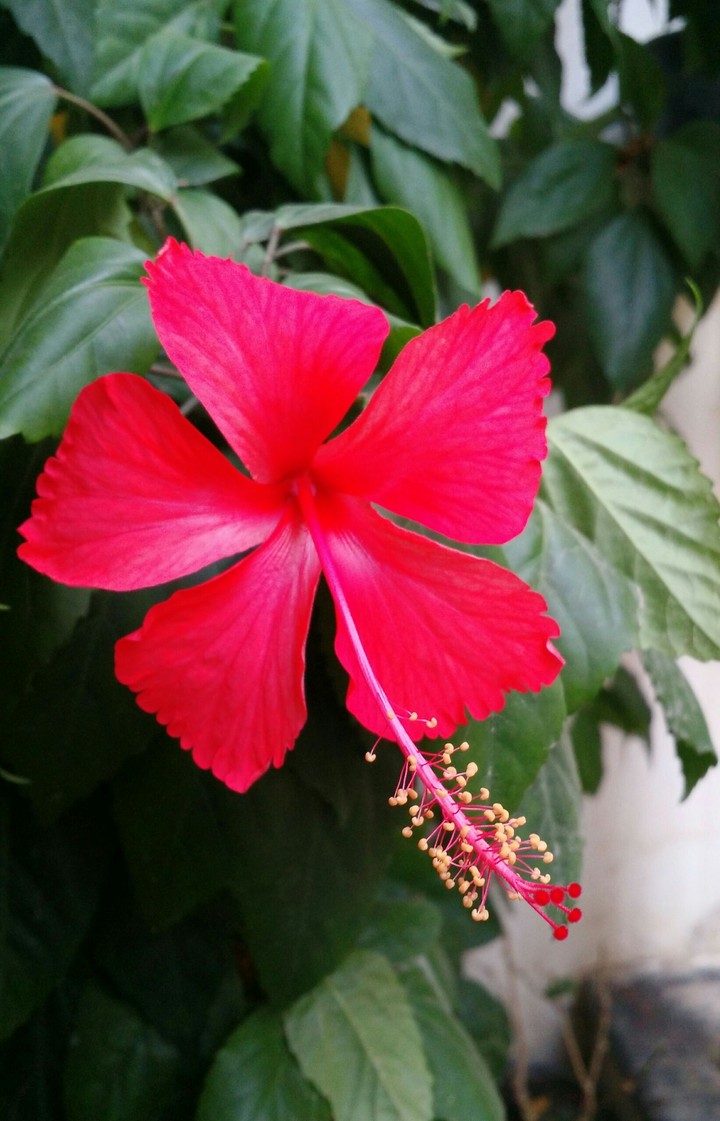 Beautiful Flower