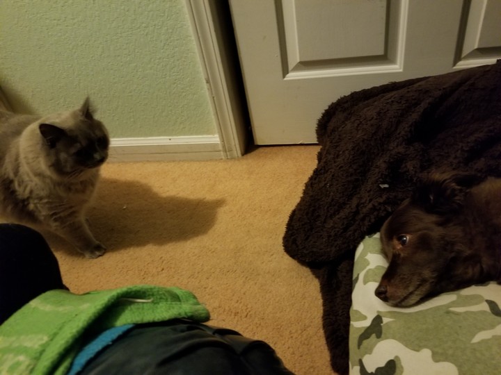 cat meets dog
