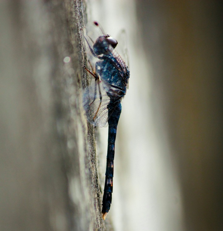 the amazing caterpillar.