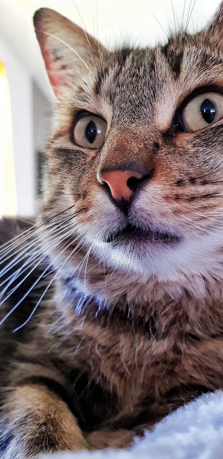 chat mistigri