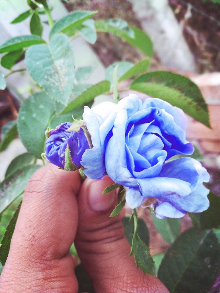 blue Rose