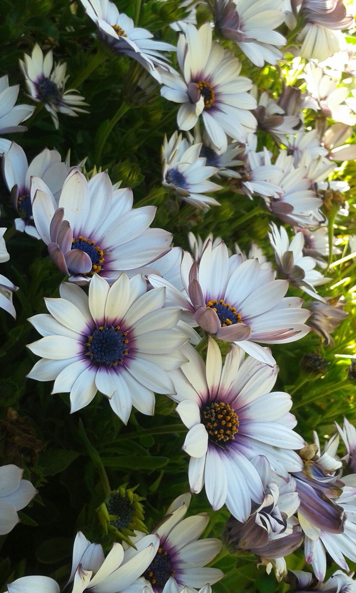 White flowers