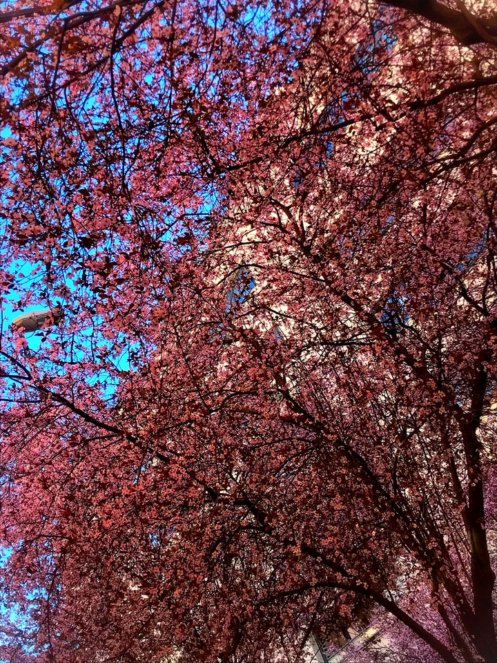 Spring time