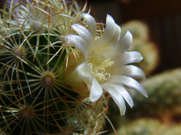 Cactus in Bloom
