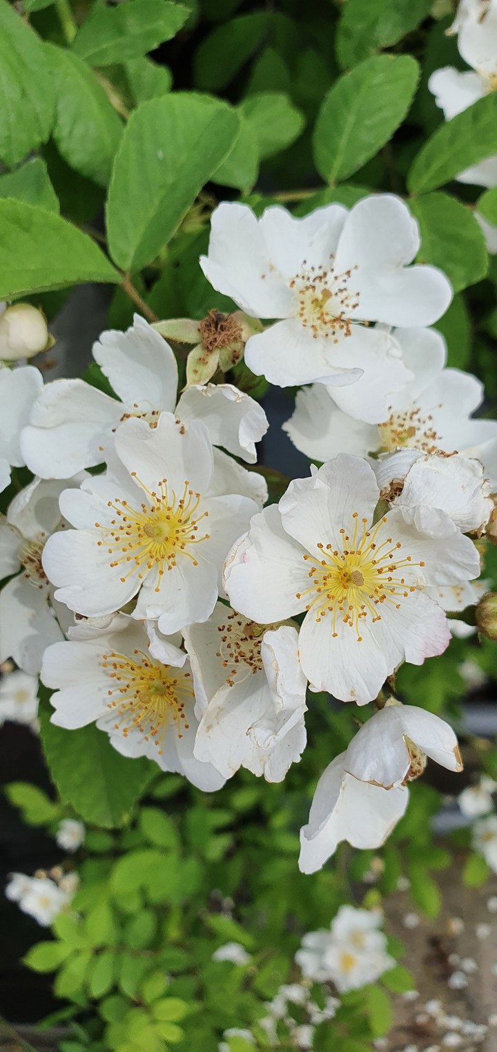 white flower