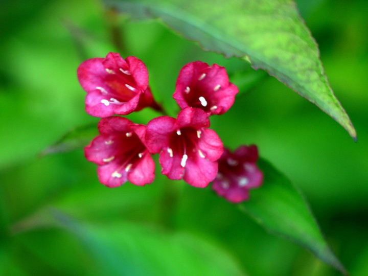 Pink flower