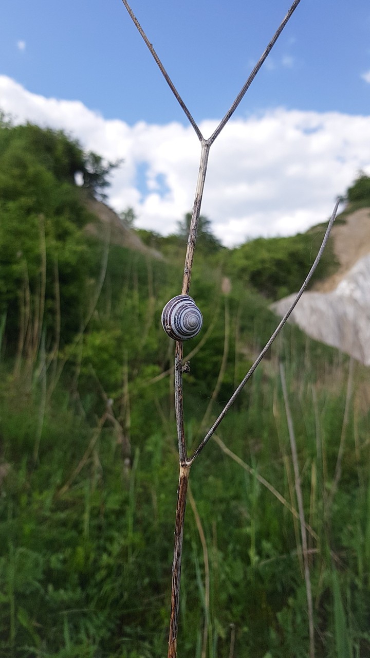 Snail
