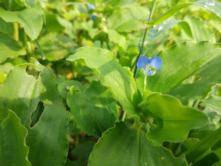 green beans with flower