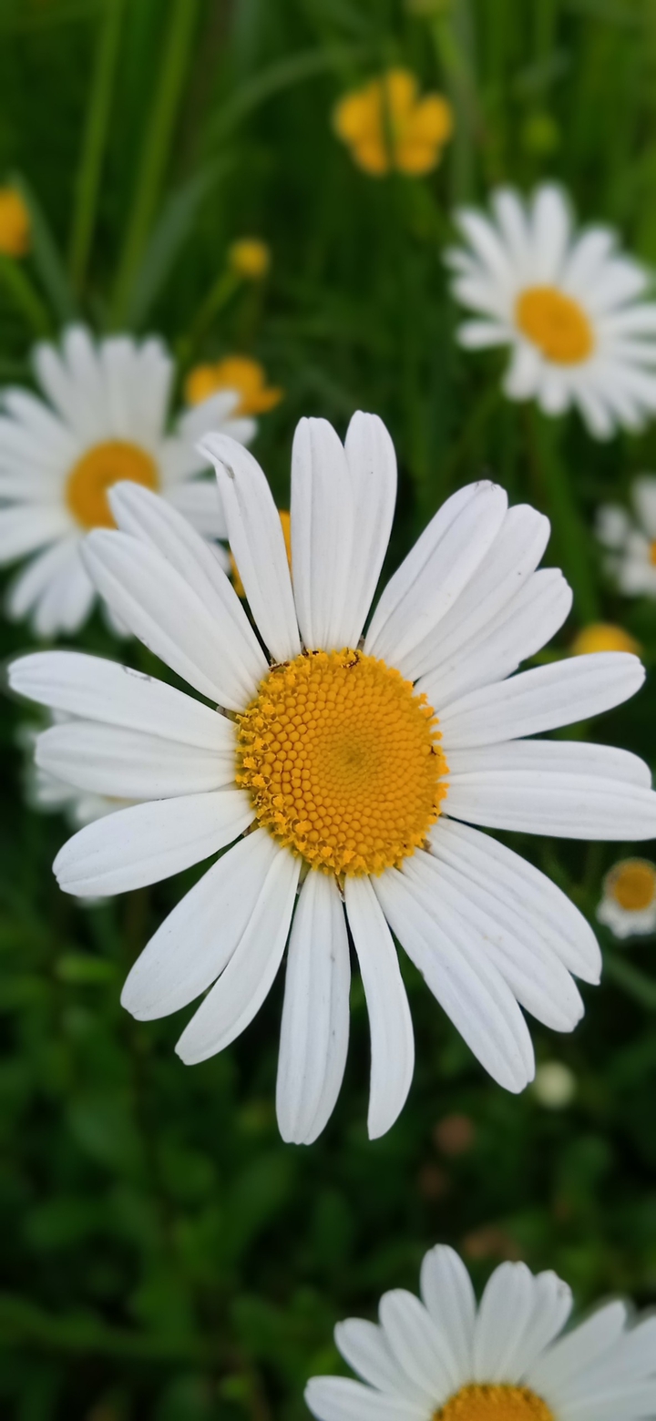chamomile