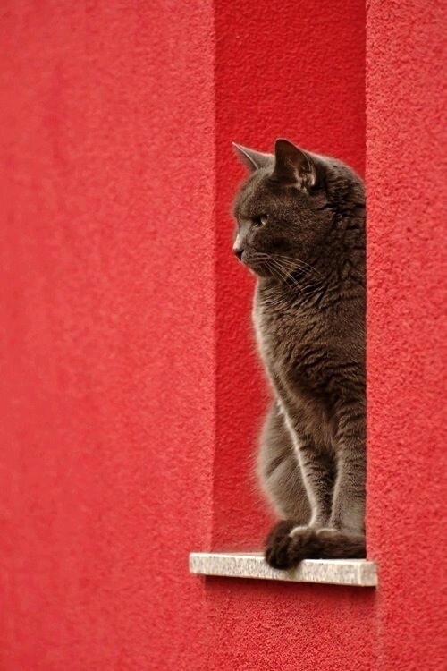 window & cat