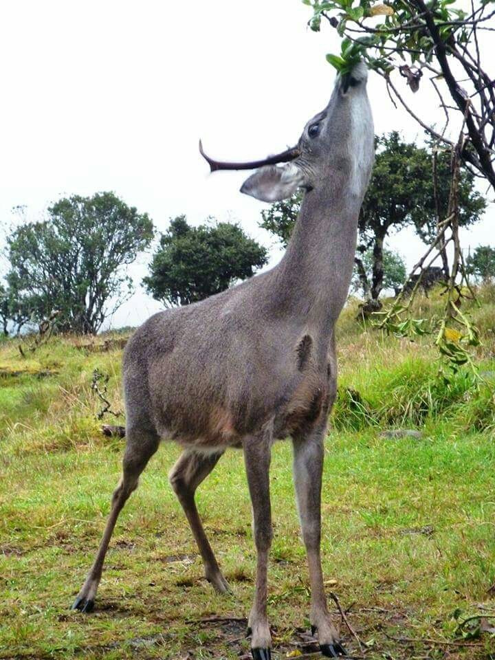paramo fauna