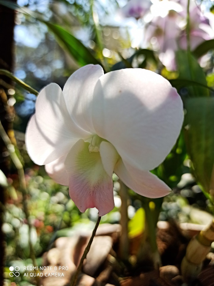 orchid