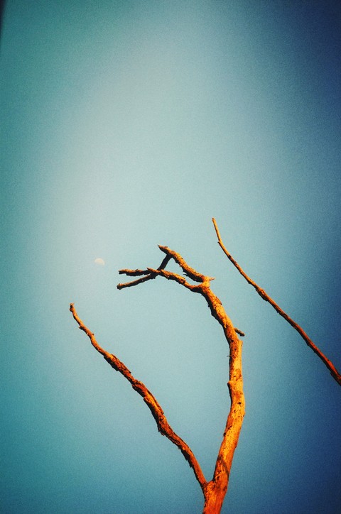 beauty in death