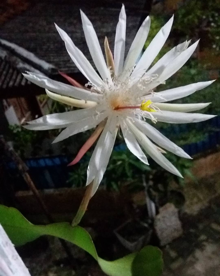 Wijaya Kusuma