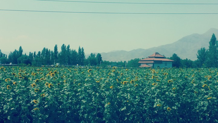 SUNFLOWER FIELD