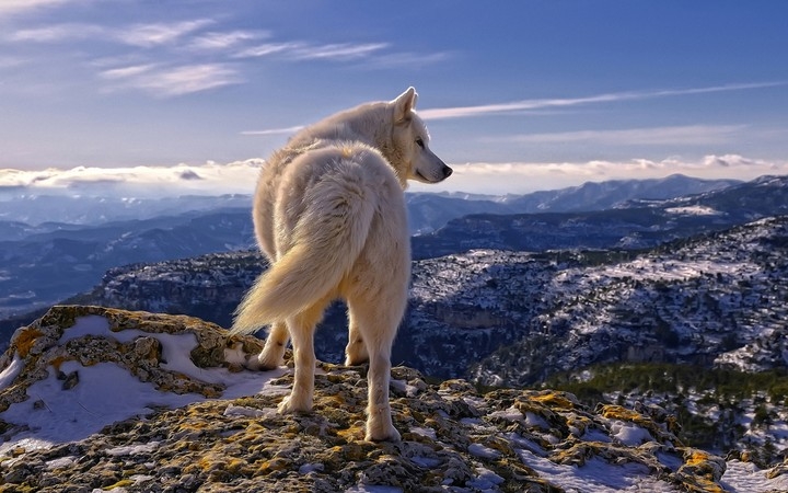 lobo