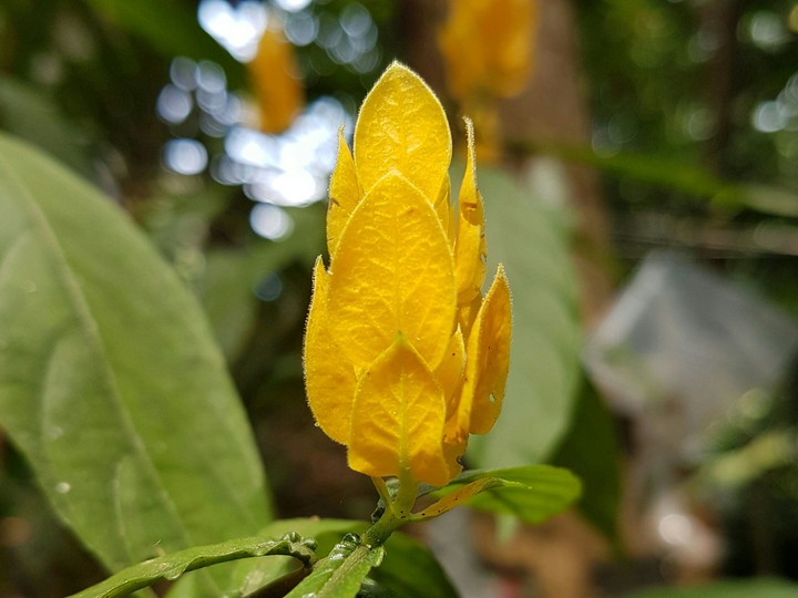 Yellow Flower