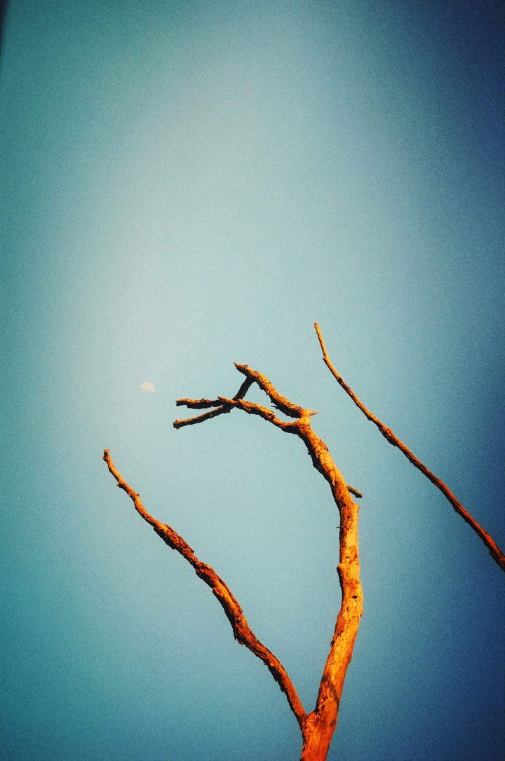 beauty in death