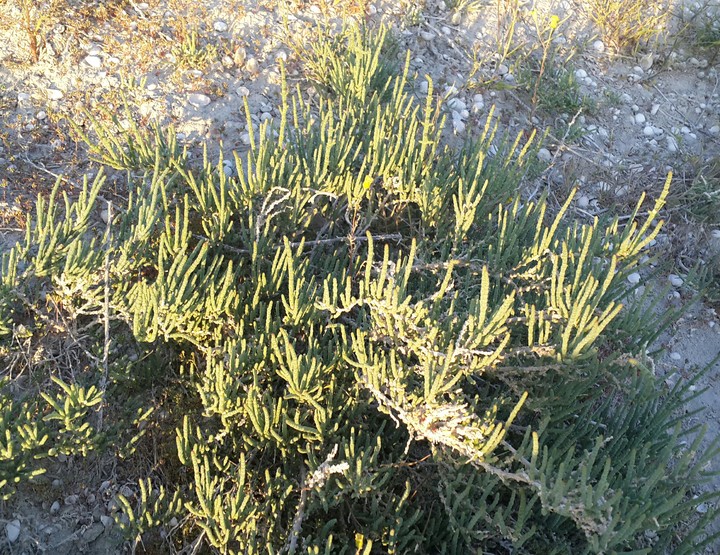 steep plant